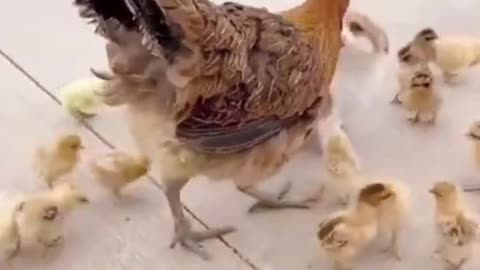 Cute and adorable dog vs chicken