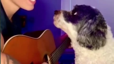 Pup and His Human Playing Guitar