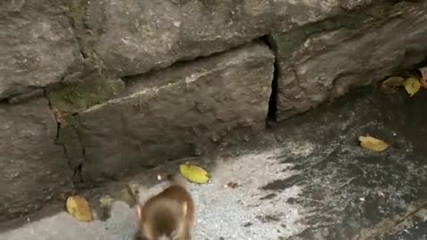 Smart Baby Monkey Finally Makes it to the Top
