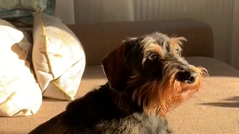 Cute Pup Barking