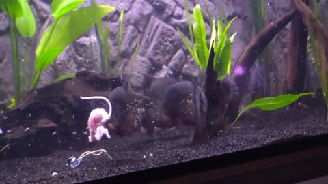 Piranhas Eating a Mouse