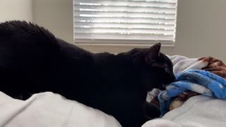 Adopting a Cat from a Shelter Vlog - Cute Precious Gets Comfortable Being a Kitten Again