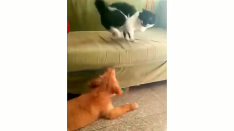 Cat VS Dog funny video. Cat & fog funny action video. Don't miss it.