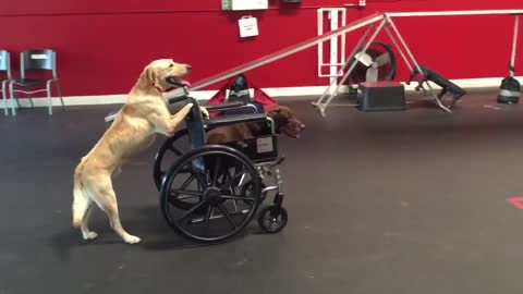 Golden Retriever Pushes Another Dog In Wheelchair