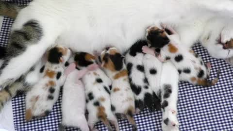 Cute kittens breastfeed their mother