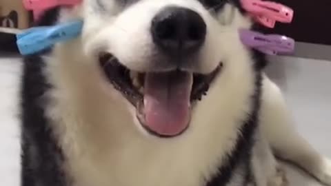 cute pet dog is relaxing his cute face by his owner