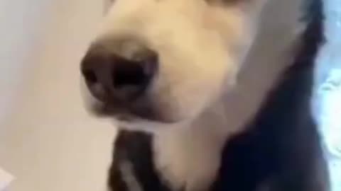 cute silly dog OMG he can speak