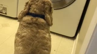 Dog Watches Teddy Bear Spin in Wash