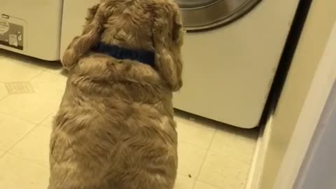 Dog Watches Teddy Bear Spin in Wash