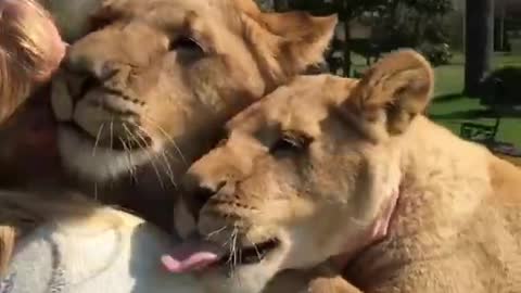Lions Hugging A Woman