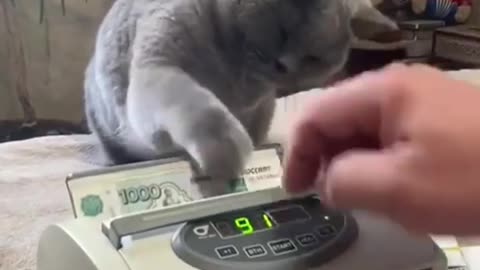 Very nice Cash counts cat