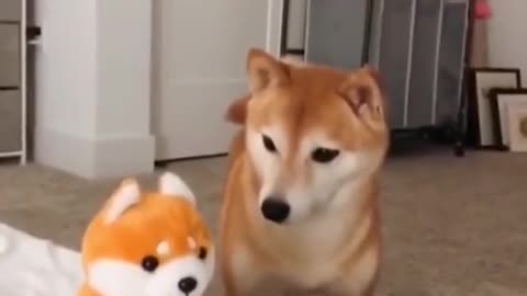 dog with a frightened toy when he speaks