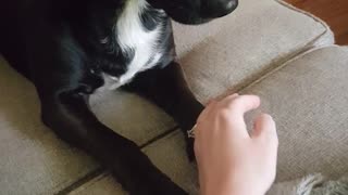 Black dog keeps putting owner's hand down when she tries holding him.