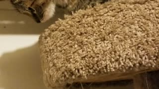 Scaredy Cat Has Sensitive Paws