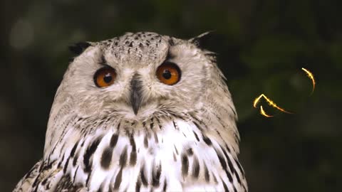 Owl animal bird nature feathered head eagle owl