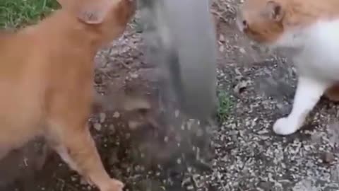 cute cat fighting