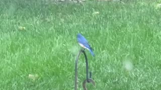 Bluebird chillin Horse With No Name