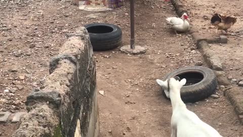 Duck showing skills of Roman Reigns against a goat