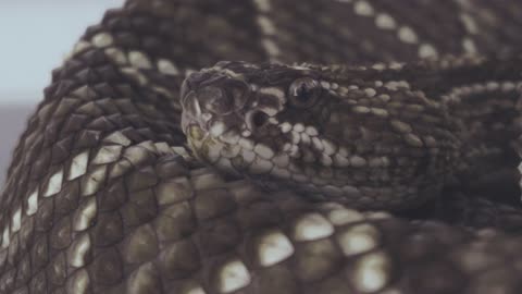 One Of The Most Dangerous Snakes In The World, Photographed Close-Up