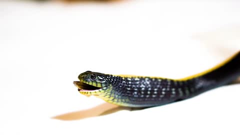 Black snake with yellow strip eating fish