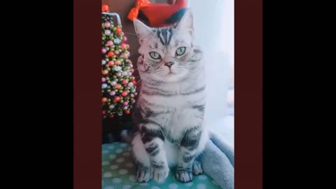 Funny Cats Video Compilation 2020 [Must see] Best Funny Cats Video Ever