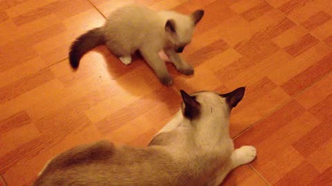 One cat wants to play and the other one wants to eat Oh my God watch what happens