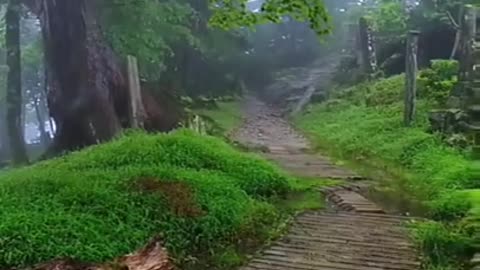 Nature view | Summer rain, Rain weather | Nature 4k videos | short video