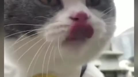 Funny cat video| cat says I AM A BIG BILLY!