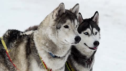 Beautiful dog are playing