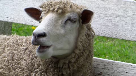 Funny Cute Sheep Chewing Some Food