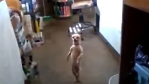 FUNNY ANIMAL DANCE-FUNNY DOG DANCING ,