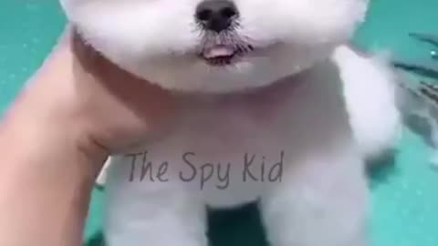 Cute puppy || Hair Cut