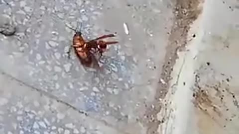 Hornet Vs Cockroach - Unexpected Ending