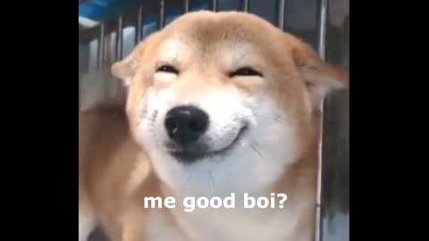 When they call u a good boi🤣🤣