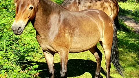 Wild Horses & Wild Flowers