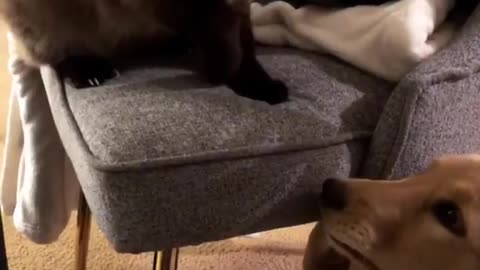 Cat shows playful puppy who's the boss
