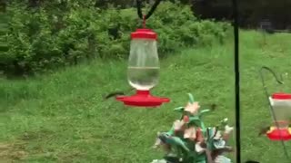 So many hummingbirds