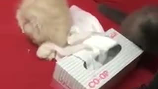 Cat has amazing first experience with Napkins