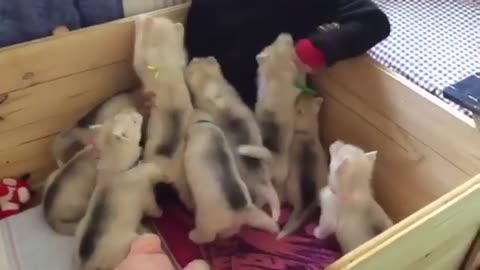 Huskies Puppies 🐕🐕❤ reunion!!