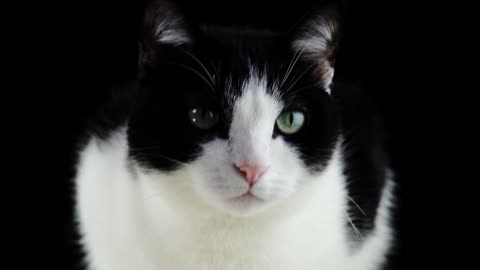 Most cute black and white cat
