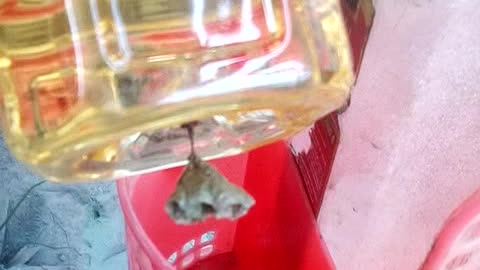 The bee made a nest on my cooking oil bottle