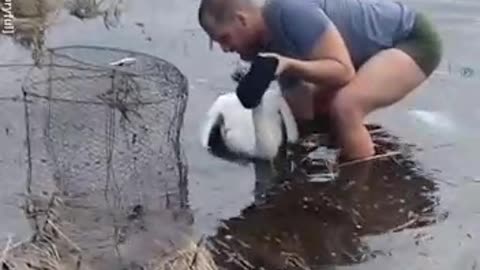 A police officer patiently took his time to untangle a swan trapped in a fishing net
