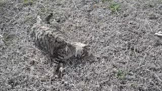 Texas panhandle pet cemetery