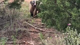 Battle Between Badger and Rattlesnake