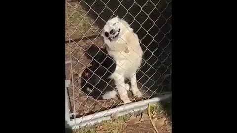 videos gracioso perro peligroso