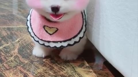 Cute And Funny Pomeranian Videos