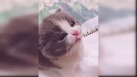 Kitten Licking Milk