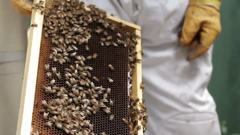 Looking at Honey bee macro footage of bee hive and apiarist beekeeper