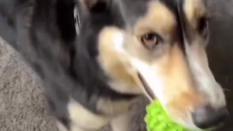 Cute Dog Dancing With His Toy