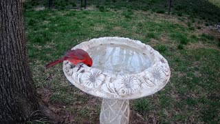 Male Cardinal March 23, 2021